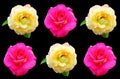 Top view, pattern set pink and pure orange roses flower blossom bloom isolated on black background for stock photo, The beauty of Royalty Free Stock Photo