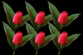 Top view, Pattern set red tulips flower blossom isolated on black background for design or stock photo, illustration, tropical Royalty Free Stock Photo