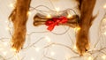 Top view of the paws of a dog holding a bone with a red bow. Christmas gifts.