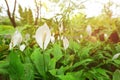 Top view peace Lily flower as a background. White flowers on green background. Royalty Free Stock Photo