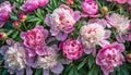 Top view peonies background. Pastel pink peony flowers in summer garden. Blooming florals Royalty Free Stock Photo