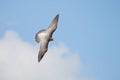 Top view of Peregrine falcon Falco peregrinus in flight