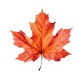 Top view perfect orange maple leaf isolated on cutout PNG transparent background
