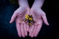 Top view of a person's hands holding a tiny part of a yellow flower