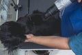 Top view of a pet groomer blowdrying a black shih tzu dog after a bath. Pampered pet grooming at a salon and spa