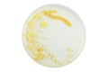 Top view of petri dish and culture media with bacteria on white background with clipping, solid media, nutrient agar, Test various