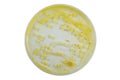 Top view of petri dish and culture media with bacteria on white background with clipping, solid media, nutrient agar, Test various