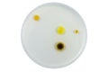 Top view of petri dish and culture media with bacteria on white background with clipping, solid media, nutrient agar, Test various
