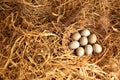 Top view pheasant eggs in a wooden wicker basket on a straw with copy space. Diet food. Healthy lifestyle. Farm Pheasant Breeding