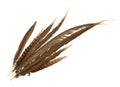 Top view of pheasant tail feathers