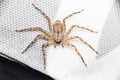 Top view of a philodromidae crab spider sits on a white wicker box enjoying the sunlight Royalty Free Stock Photo