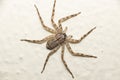 Top view of Philodromidae spider on the sand Royalty Free Stock Photo