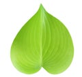 Top view of Pho leaf green single and tree leaf and stem green isolated on white background with clipping path.