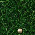 Top view photo of fresh green grass with a small snail shell, seamless texture Royalty Free Stock Photo