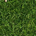Top view photo of fresh green grass with a small snail shell, seamless texture Royalty Free Stock Photo