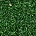Top view photo of fresh green grass with a small snail shell, seamless texture Royalty Free Stock Photo