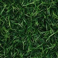 Top view photo of lush grass with scattered pine needles, seamless texture Royalty Free Stock Photo