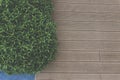 Top view photo, wooden deck floor and greenery tiny leaves Royalty Free Stock Photo