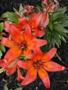 Top view photograph of orange lily flowers in a garden