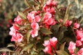 Weigela bush with dark leaves with pink blossoms.