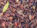 Top view photography of a variety of dried leaves