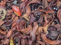 Top view photography of a variety of dried leaves