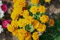 Top view photos many beautiful yellow flowers with green leaves,many yellow chrysanthemum flowers