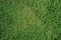 Top view picture over Azolla plants