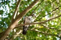 Top view Pigeon bird on branch tree