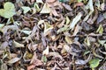 Top view of a pile of fallen dried leaves on the ground