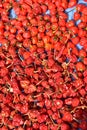 Top View Pile of Fresh Chili and Ripe Red Hot Chili in The Basket for Sale Royalty Free Stock Photo