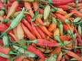 Top View Pile of Fresh Chili and Ripe Red Hot Chili Royalty Free Stock Photo