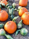 Pile of pumpkins