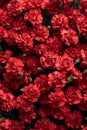 Top view of pile of red carnations flowers as background Royalty Free Stock Photo