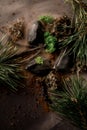 Top view of pine branches, tree sticks and cones and stones in fog Royalty Free Stock Photo