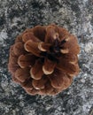Top view of a pine cone on a gray nuanced concrete surface