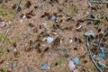 Top view of pine cones, needles, leaves and twigs lying on the forest ground