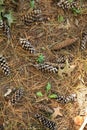Top view of pine cones and needles Royalty Free Stock Photo