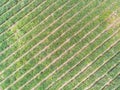 Top view of pineapple plantation Royalty Free Stock Photo