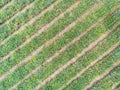 Top view of pineapple plantation Royalty Free Stock Photo