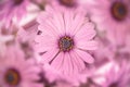 Top view of a pink african daisy osteopermum