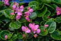 Top view of pink begonia flowers with fresh green leaves in small pots ready to be planted in a garden, vivid floral background Royalty Free Stock Photo