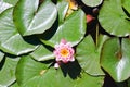 Top view of pink blooming lotus flower in summer pond with green leaves. Natural backgrounds. Royalty Free Stock Photo