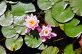 Top view of pink blooming lotus flower in summer pond with green leaves. Natural backgrounds. Royalty Free Stock Photo