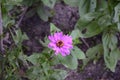 Top view of a pink common zinnia flower blooming in the garden Royalty Free Stock Photo