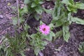 Top view of a pink common zinnia flower blooming in the garden Royalty Free Stock Photo