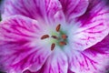 Top view of a pink cranesbill flower anthers