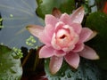Top view of a pink delicate water lily with droplets of water and fresh pads in a pond Royalty Free Stock Photo