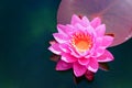 Top view pink flower lotus and lotus leaf on Emerald green water background,copy space Royalty Free Stock Photo
