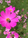 Top view of a pink Garden Cosmos flowers on the garden grass Royalty Free Stock Photo